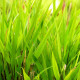 HAKONECHLOA macra 'Nicolas'®