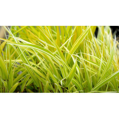 HAKONECHLOA macra \'Stripe It Rich\'