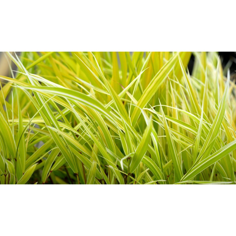 HAKONECHLOA macra 'Stripe It Rich'&reg;