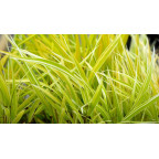 HAKONECHLOA macra 'Stripe It Rich'&reg;