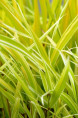 HAKONECHLOA macra 'Stripe It Rich'