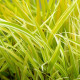 HAKONECHLOA macra 'Stripe It Rich'