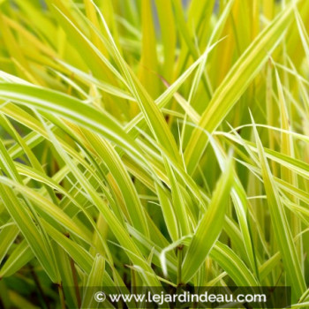 HAKONECHLOA macra &#039;Stripe It Rich&#039;®