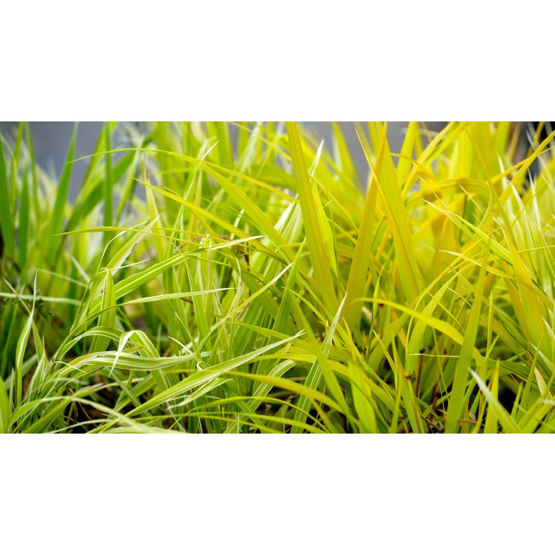 HAKONECHLOA macra 'Stripe It Rich'&reg;