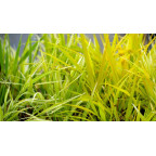 HAKONECHLOA macra 'Stripe It Rich'&reg;