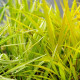 HAKONECHLOA macra 'Stripe It Rich'®