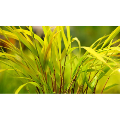 HAKONECHLOA macra \'Sunflare\'