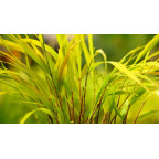 HAKONECHLOA macra 'Sunflare'&reg;