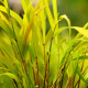 HAKONECHLOA macra 'Sunflare'®