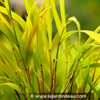 HAKONECHLOA macra &#039;Sunflare&#039;®