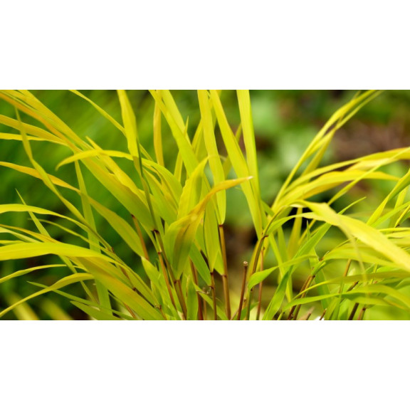 HAKONECHLOA macra 'Sunflare'&reg;
