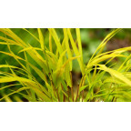 HAKONECHLOA macra 'Sunflare'&reg;