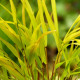 HAKONECHLOA macra 'Sunflare'®