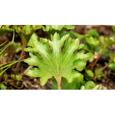 FARFUGIUM japonicum \'Shishi Botan\'