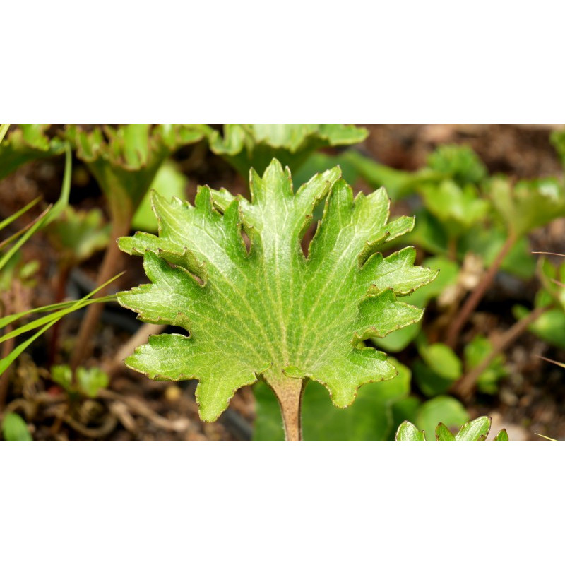 FARFUGIUM japonicum 'Shishi Botan'