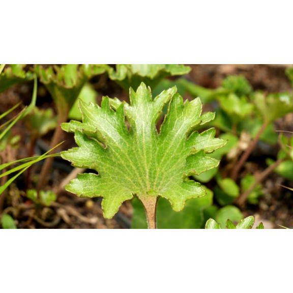 FARFUGIUM japonicum 'Shishi Botan'