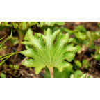FARFUGIUM japonicum 'Shishi Botan'