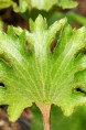 FARFUGIUM japonicum 'Shishi Botan'