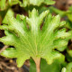 FARFUGIUM japonicum 'Shishi Botan'