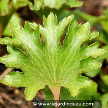 FARFUGIUM japonicum &#039;Shishi Botan&#039;