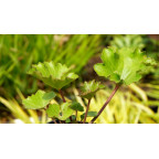 FARFUGIUM japonicum 'Shishi Botan'