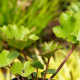 FARFUGIUM japonicum 'Shishi Botan'