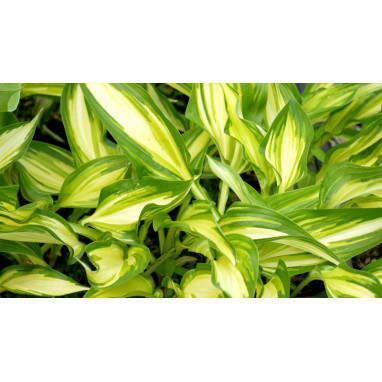 HOSTA \'Cascades\'