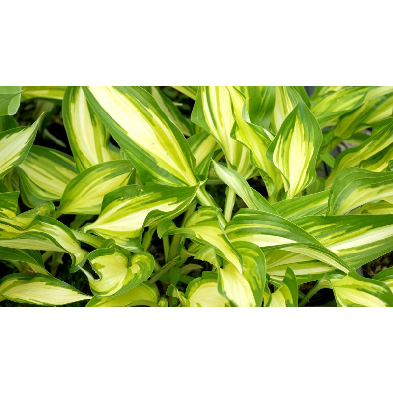 HOSTA 'Cascades' HOSTA 'Cascades'
