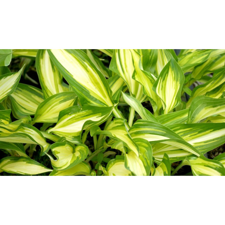 HOSTA 'Cascades'