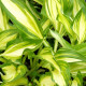 HOSTA 'Cascades'