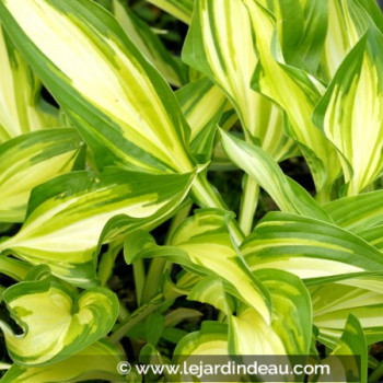 HOSTA &#039;Cascades&#039;