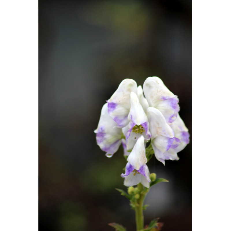 ACONITUM carmichaelii 'Cloudy'