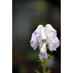 ACONITUM carmichaelii 'Cloudy'
