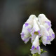 ACONITUM carmichaelii 'Cloudy'