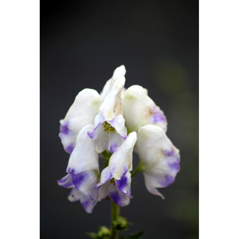 ACONITUM carmichaelii 'Cloudy'