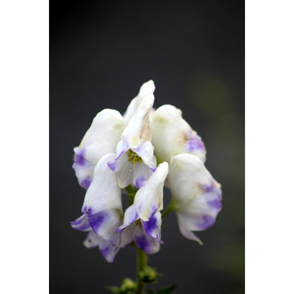 ACONITUM carmichaelii 'Cloudy'