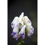 ACONITUM carmichaelii 'Cloudy'