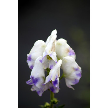 ACONITUM carmichaelii \'Cloudy\'