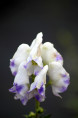 ACONITUM carmichaelii 'Cloudy'