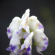 ACONITUM carmichaelii 'Cloudy'