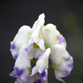 ACONITUM carmichaelii &#039;Cloudy&#039;