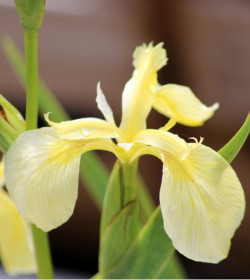 IRIS pseudacorus 'Bastardii'