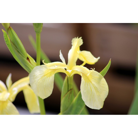 IRIS pseudacorus 'Bastardii'