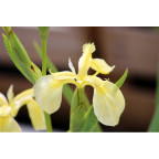 IRIS pseudacorus 'Bastardii' IRIS pseudacorus 'Bastardii'