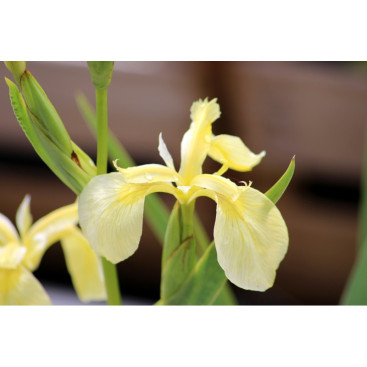 IRIS pseudacorus var. bastardii