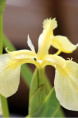 IRIS pseudacorus var. bastardii