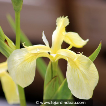 IRIS pseudacorus &#039;Bastardii&#039;