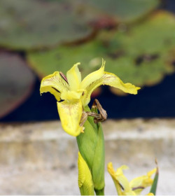 IRIS pseudacorus 'Bastardii'