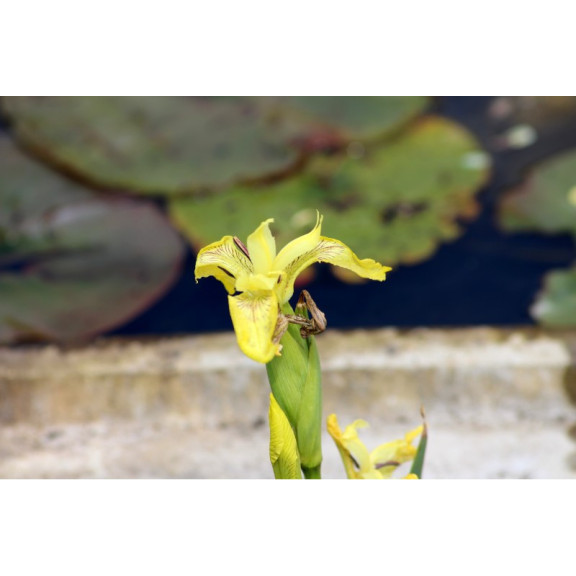 IRIS pseudacorus 'Bastardii'