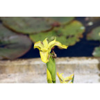 IRIS pseudacorus 'Bastardii' IRIS pseudacorus 'Bastardii'